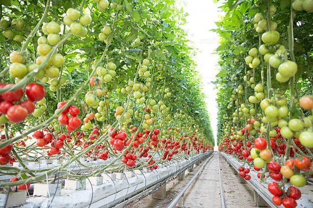 greenhouse