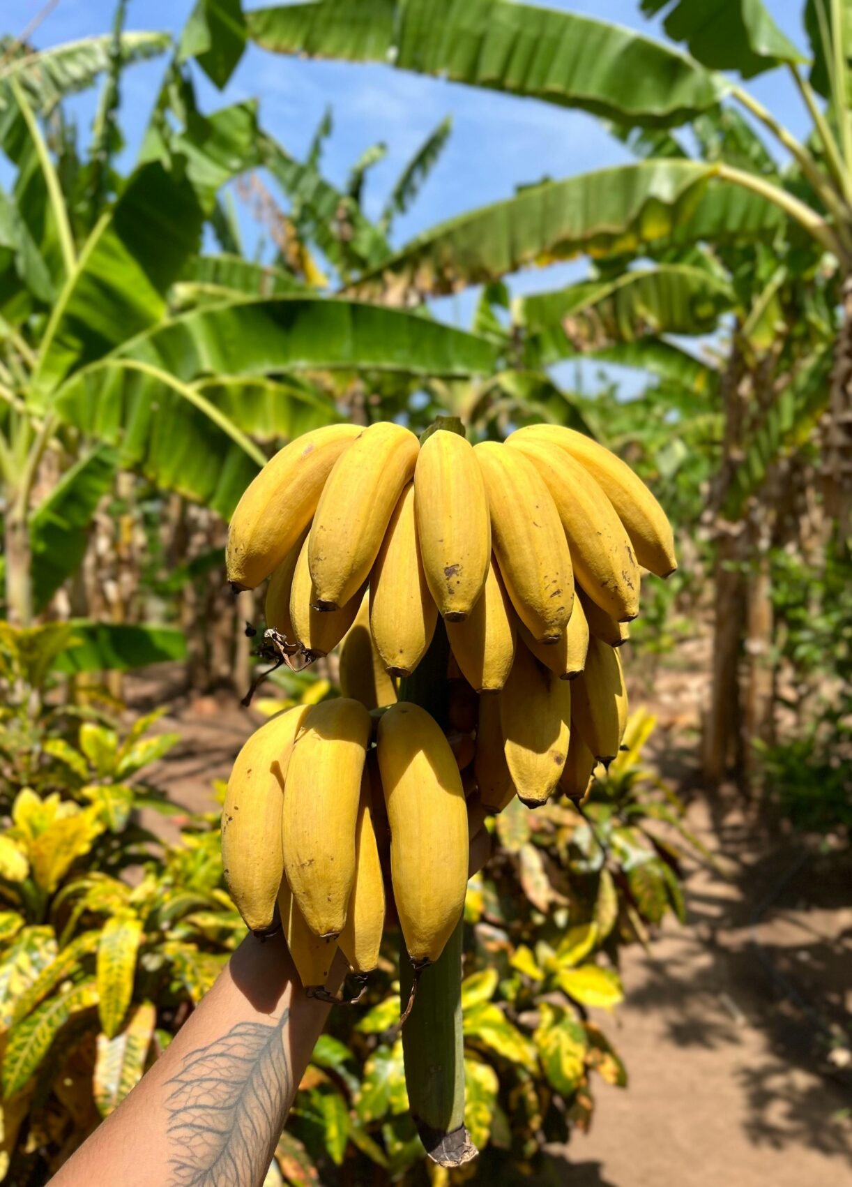 Beerashada Waarta iyo Tan Dabiiciga ah